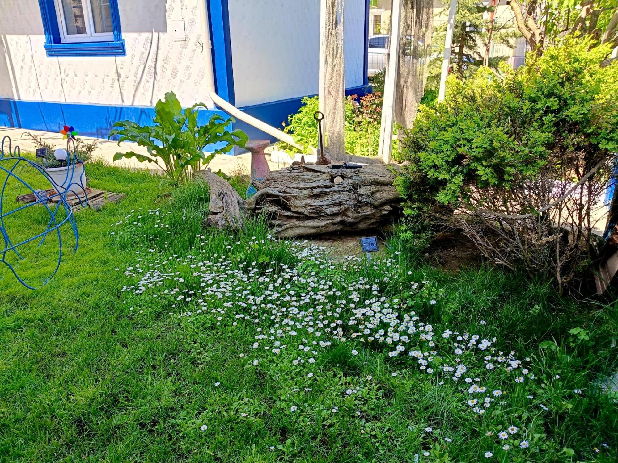Casa Babica Guesthouse Costinesti Exterior photo